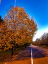 sea Ã¢â¬â¹Ã¢â¬â¹buckthorn, autumn, bush, nature, tree, beauty, paint